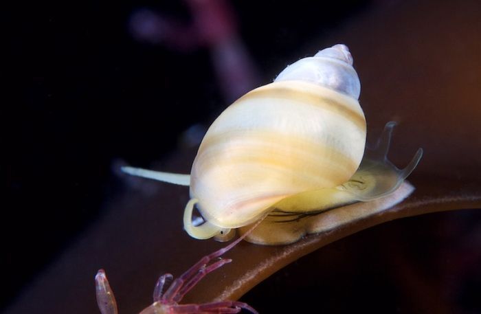 Underwater life, White Sea