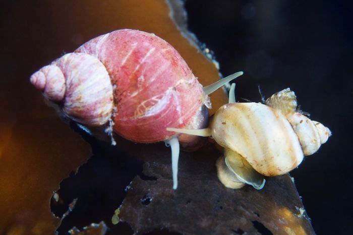 Underwater life, White Sea