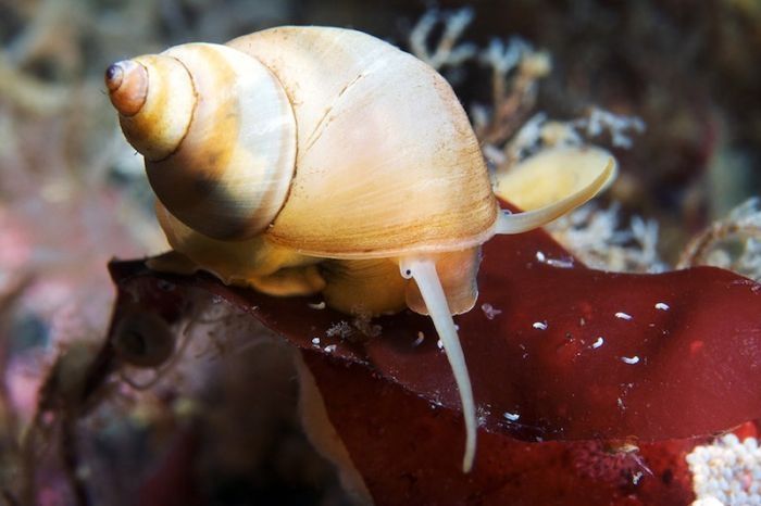 Underwater life, White Sea