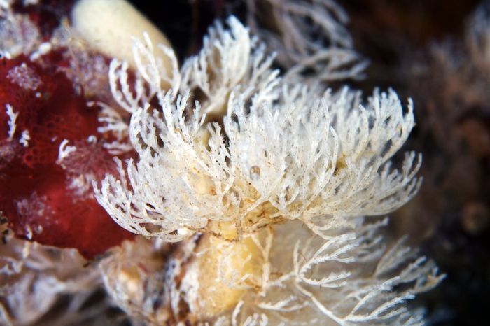 Underwater life, White Sea