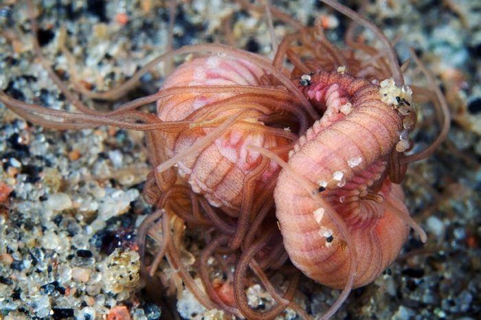 Underwater life, White Sea