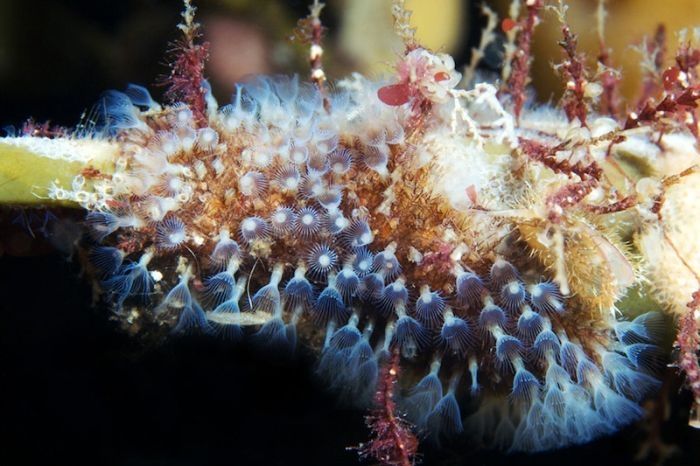 Underwater life, White Sea