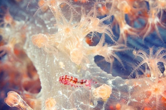 Underwater life, White Sea