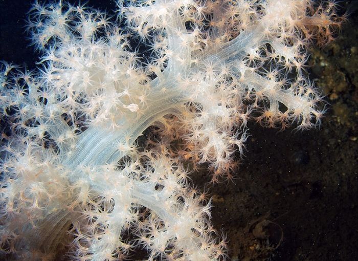 Underwater life, White Sea