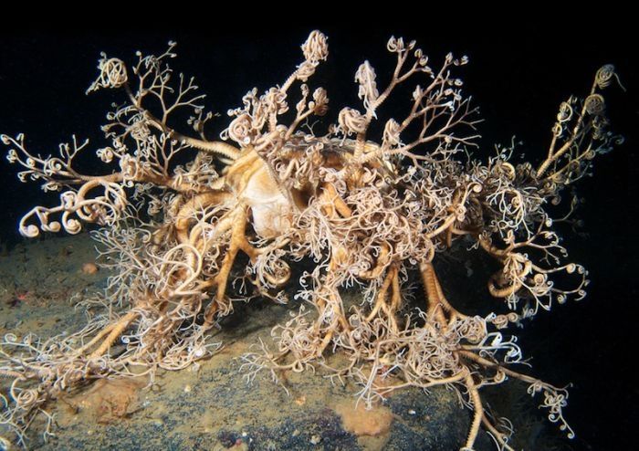 Underwater life, White Sea