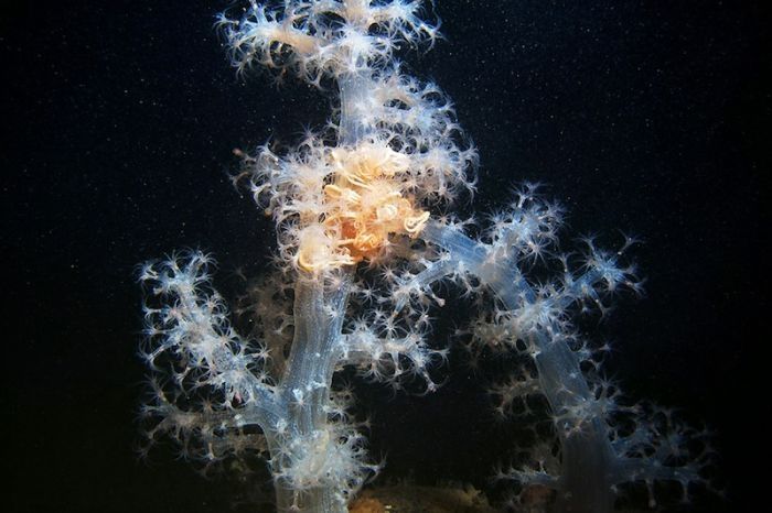 Underwater life, White Sea
