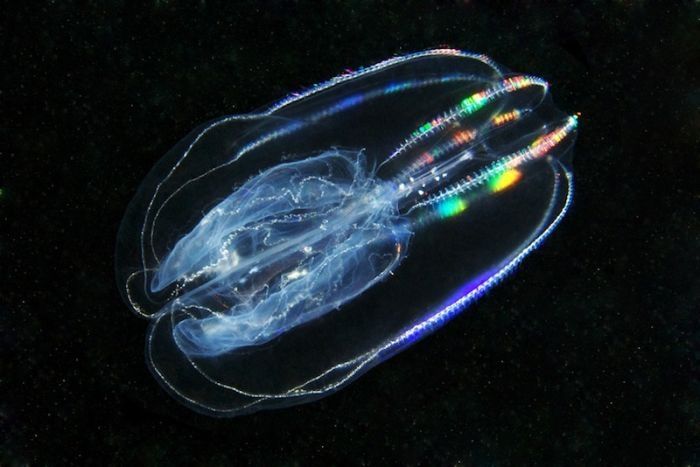 Underwater life, White Sea