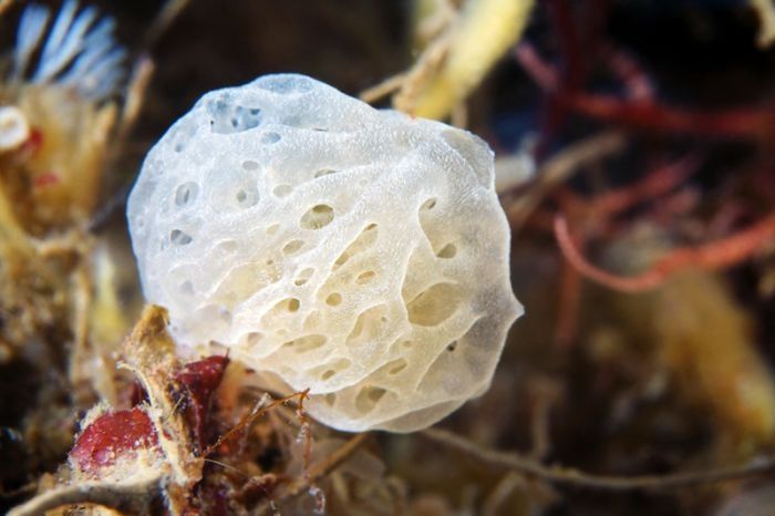 Underwater life, White Sea