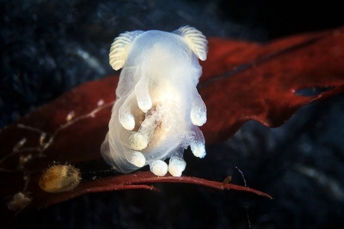 Underwater life, White Sea