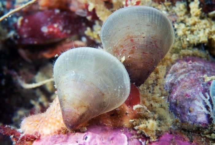 Underwater life, White Sea