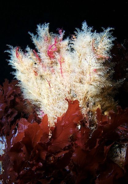 Underwater life, White Sea