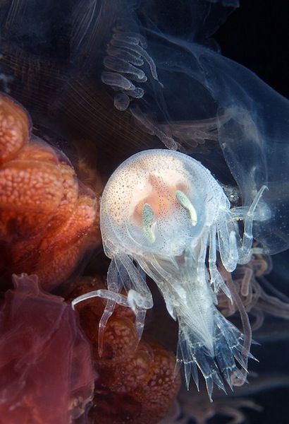 Underwater life, White Sea