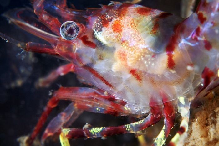 Underwater life, White Sea