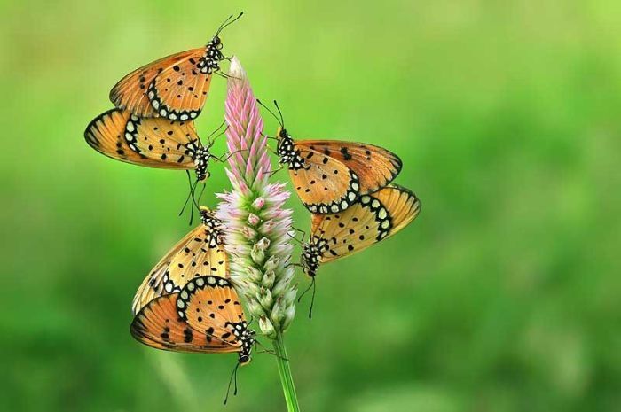 insect macro photography