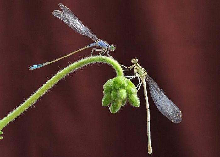 insect macro photography