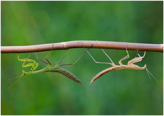 insect macro photography