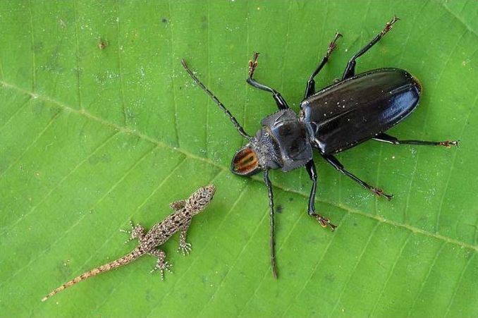 insect macro photography