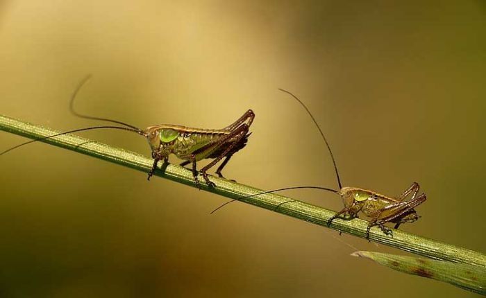 insect macro photography