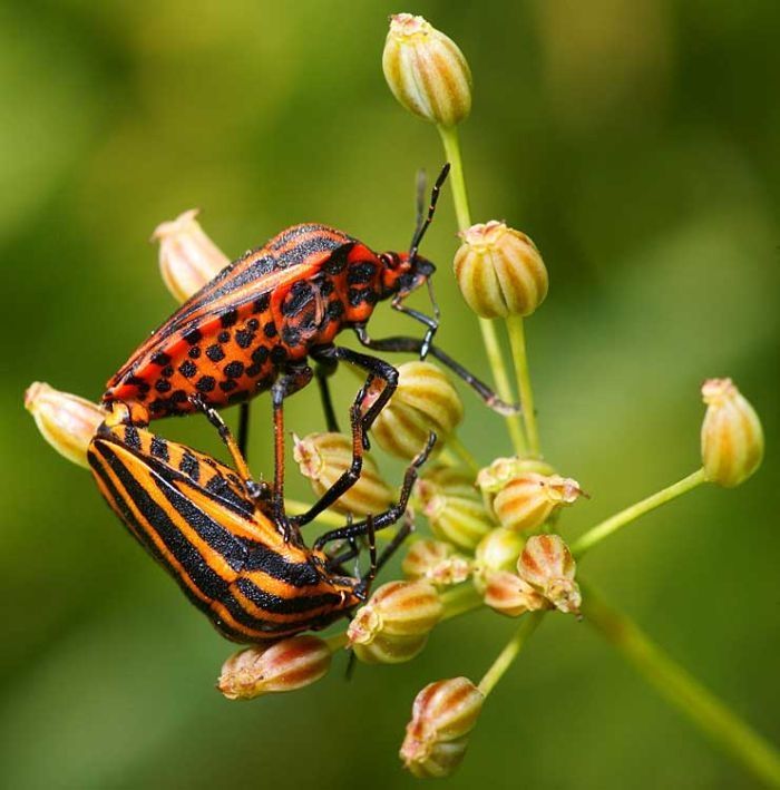 insect macro photography