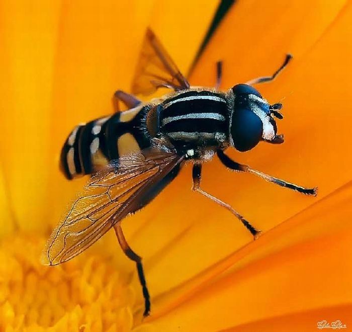 insect macro photography