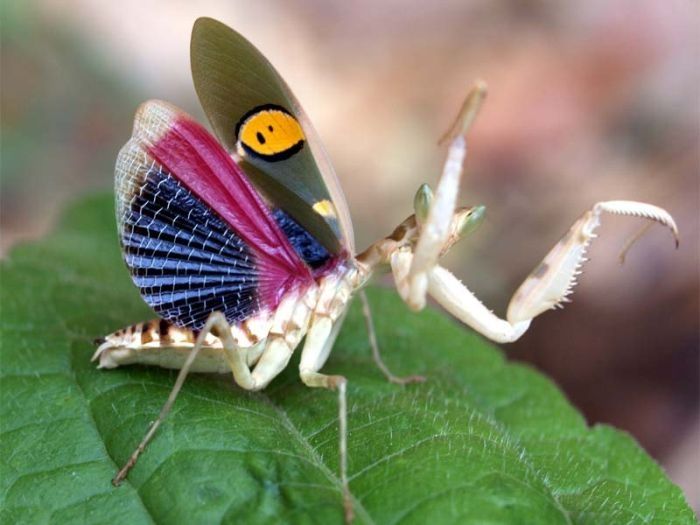 insect macro photography