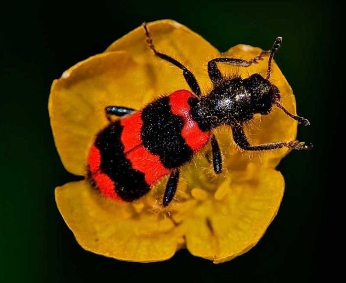 insect macro photography