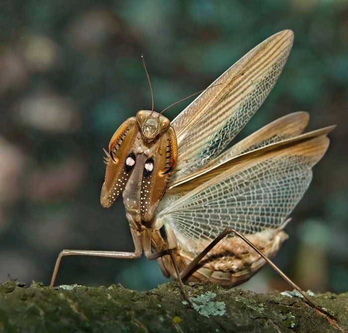 insect macro photography