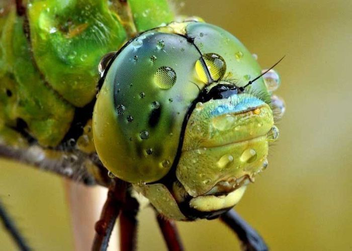 insect macro photography