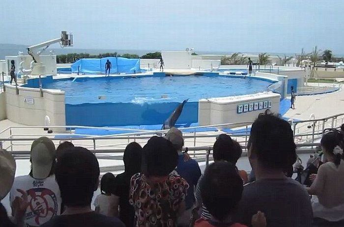 Dolphin jumped out of the pool, Japan