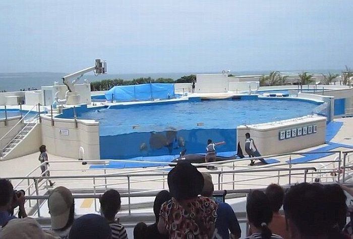 Dolphin jumped out of the pool, Japan