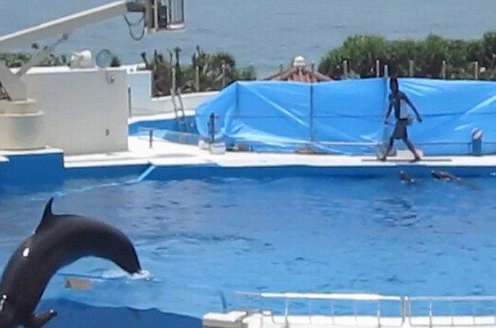 Dolphin jumped out of the pool, Japan