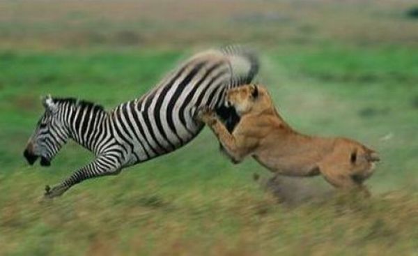 zebra protects from predators