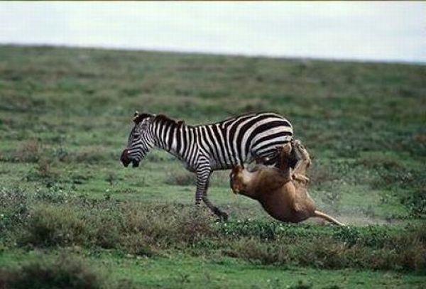 zebra protects from predators