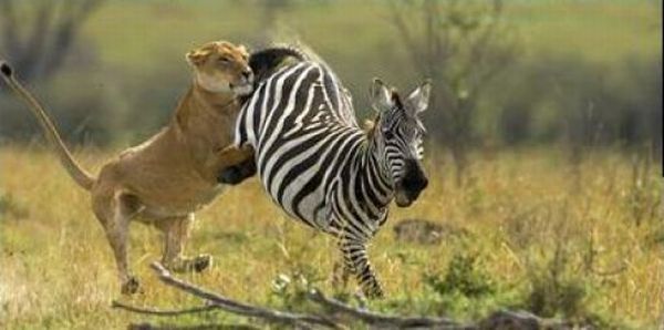 zebra protects from predators