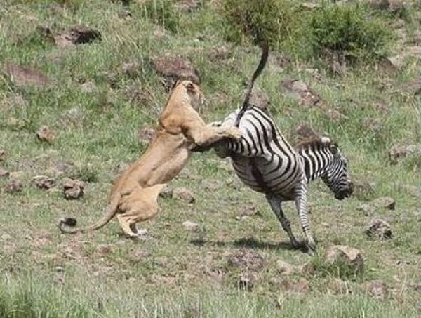 zebra protects from predators