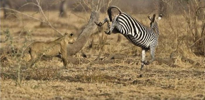 zebra protects from predators