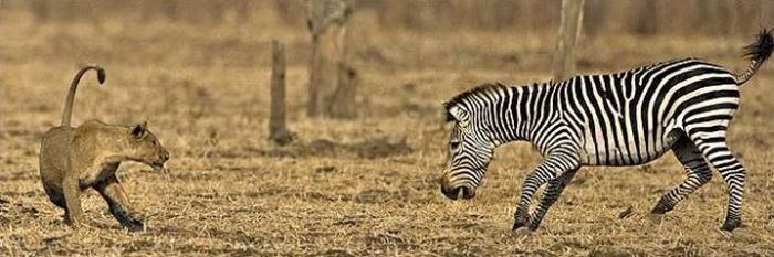 zebra protects from predators