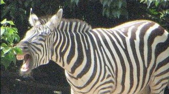 zebra protects from predators