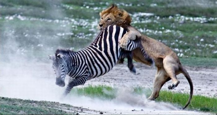 zebra protects from predators