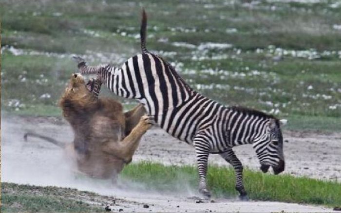 zebra protects from predators