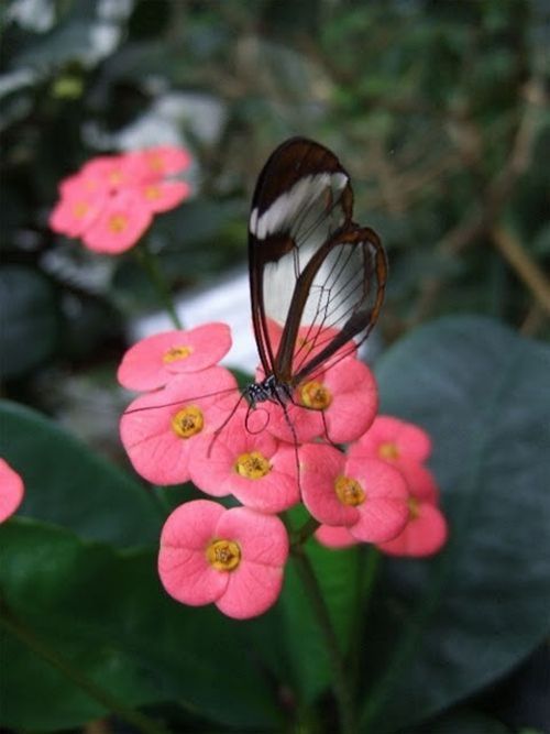 glasswing butterfly