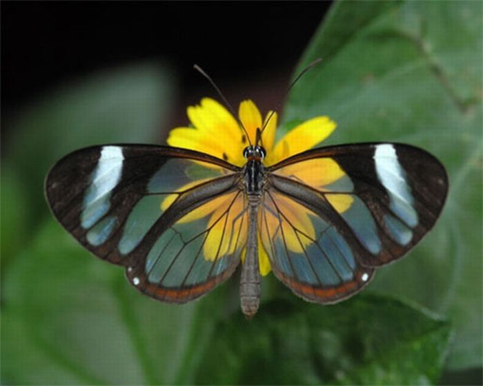 glasswing butterfly