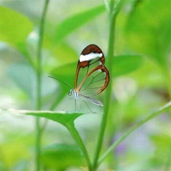 glasswing butterfly