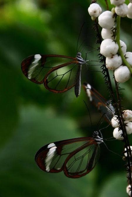 glasswing butterfly