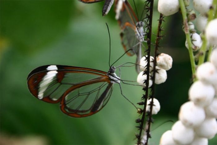 glasswing butterfly