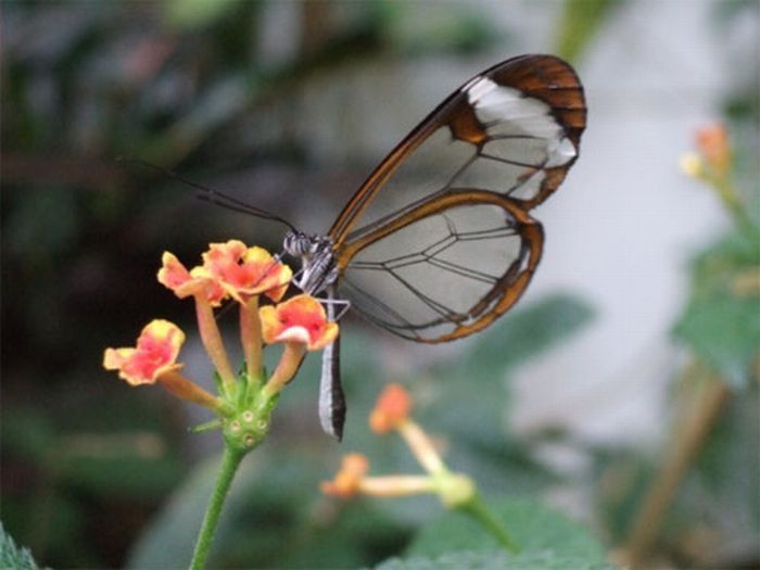 glasswing butterfly