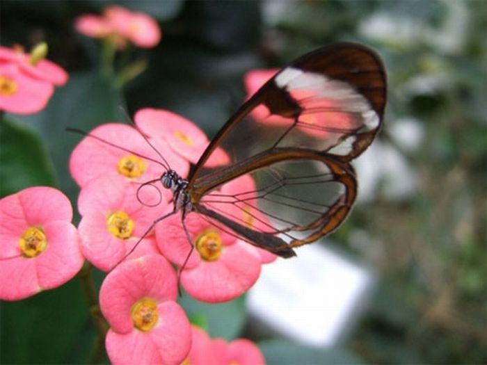 glasswing butterfly