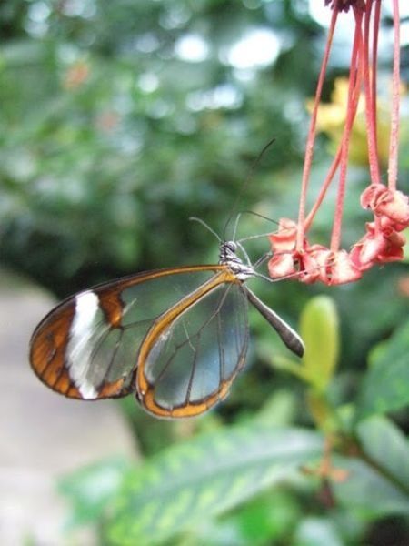 glasswing butterfly