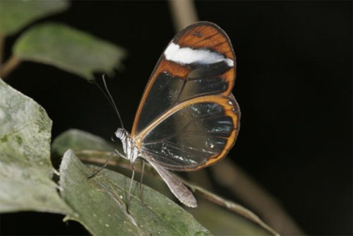 glasswing butterfly