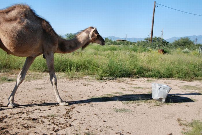 camel playing with a trash bin